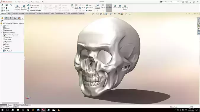 Skull Model High Detailed 