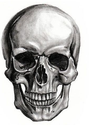 Skull Model High Detailed  3D model_4