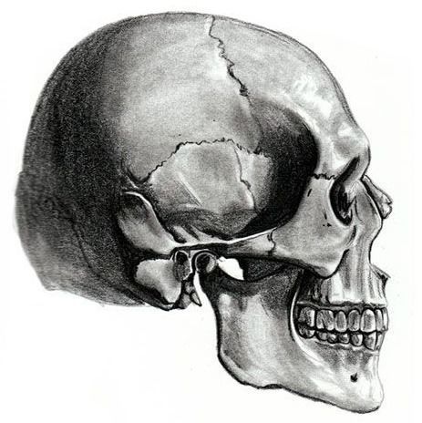 Skull Model High Detailed  3D model_1