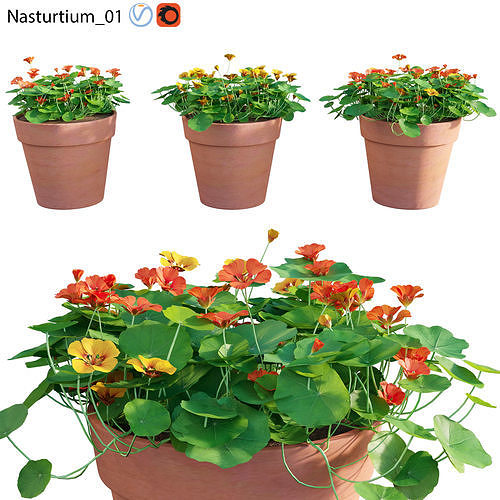 Nasturtium 01 3D model