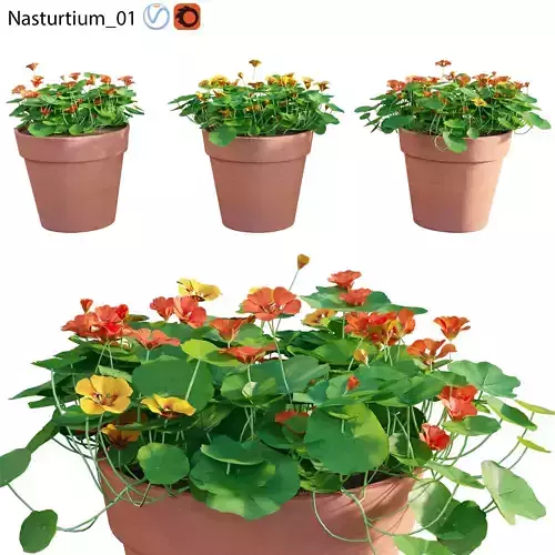Nasturtium 01