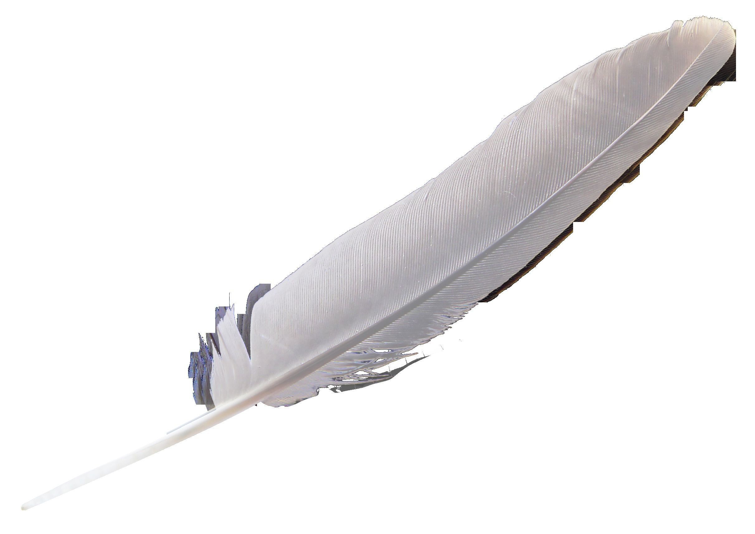 angel wings 3D model_3