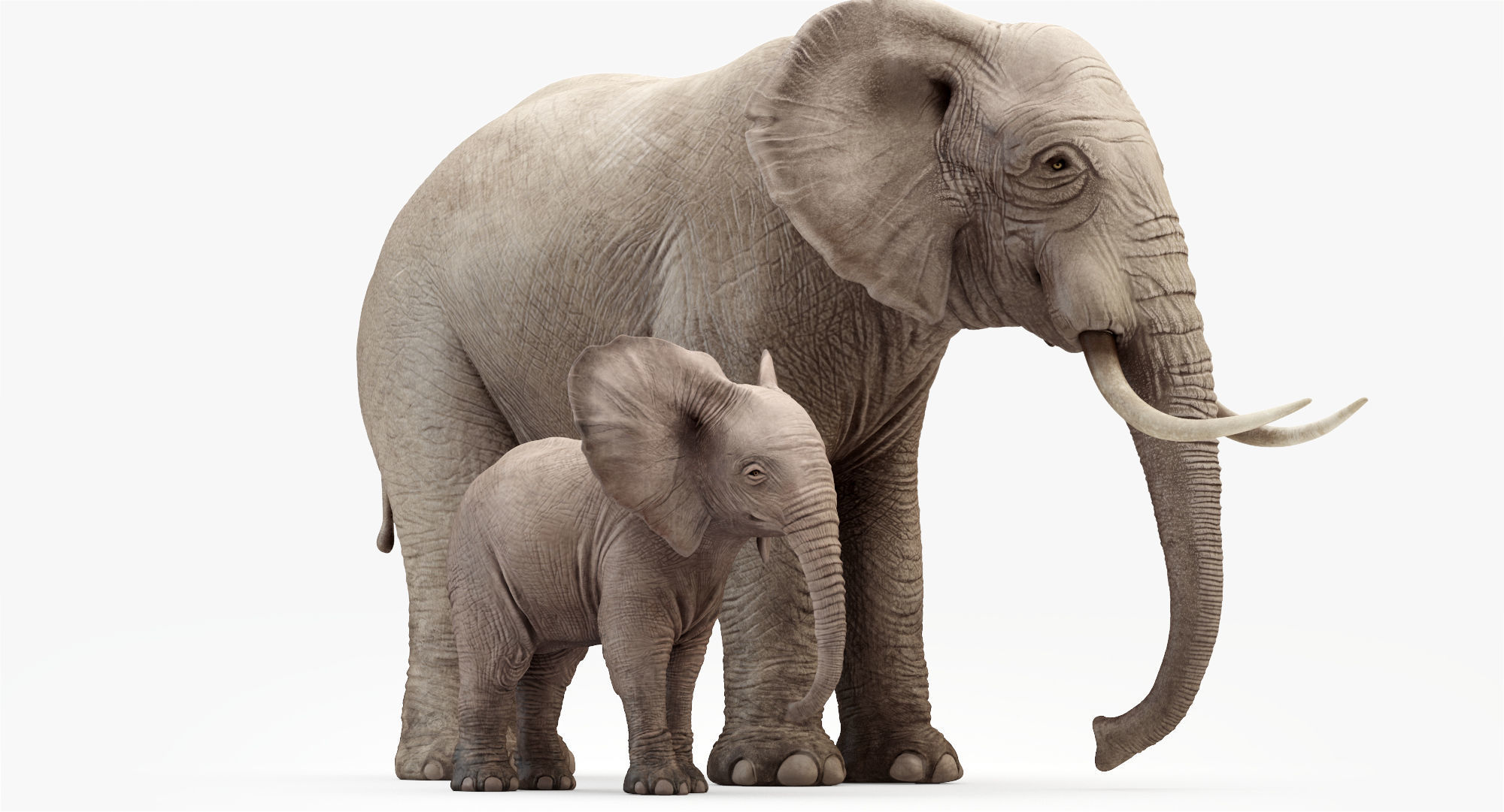 Elephant and Baby Elephant Animated 8K Low-poly 3D model_15
