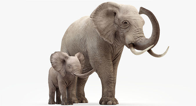 Elephant and Baby Elephant Animated 8K Low-poly 3D model