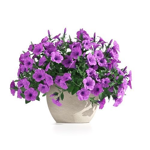 Petunia hybrida  3D model