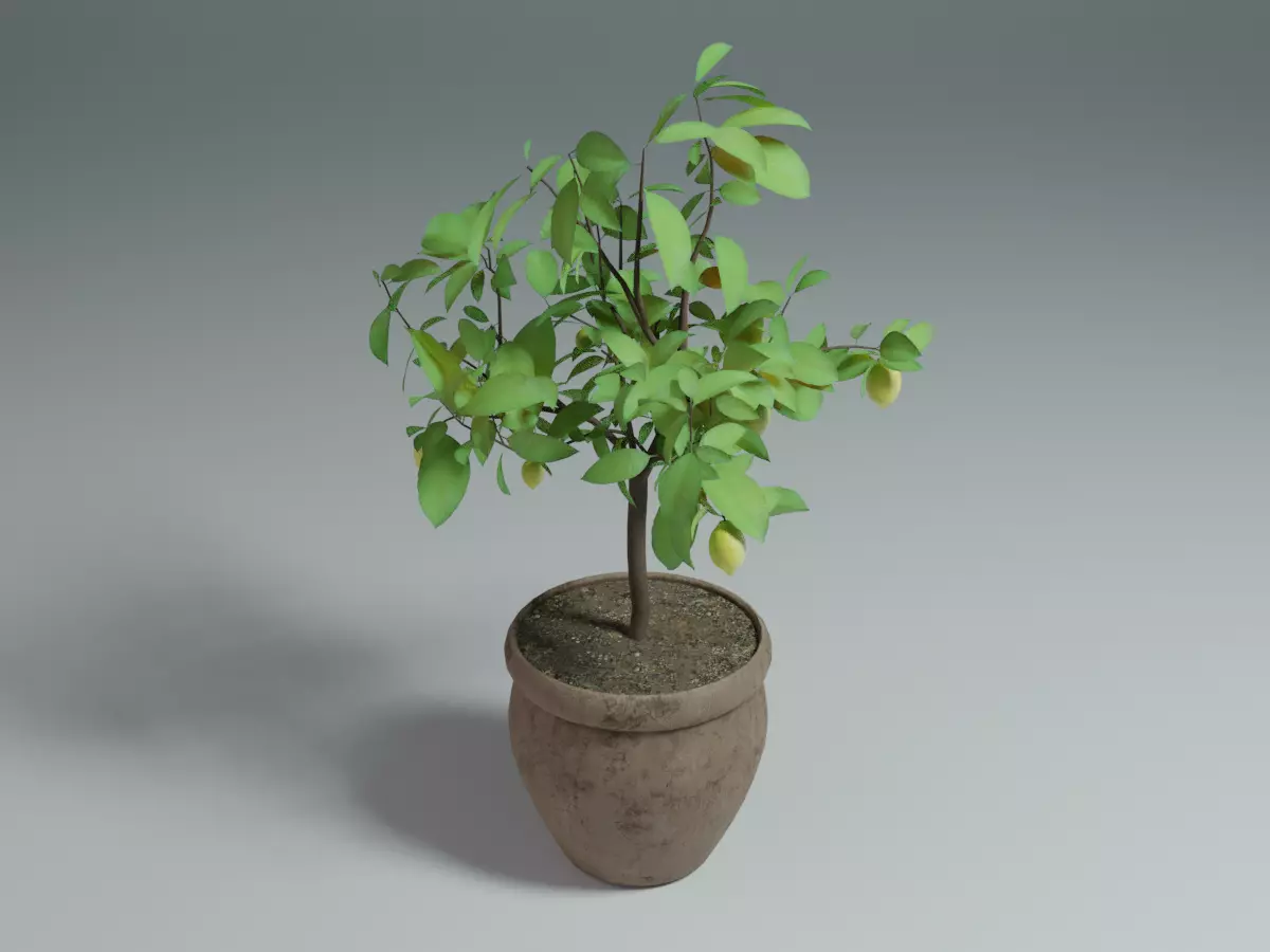 Lemon tree Low-poly 3D model