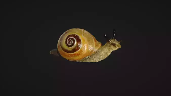 Snail