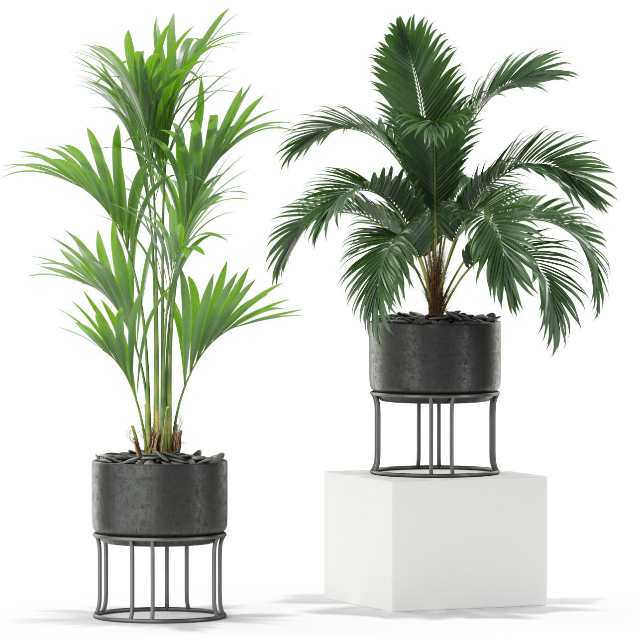 Plants collection 365 3D model_1