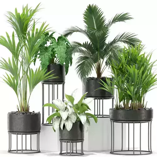 Plants collection 365 3D model