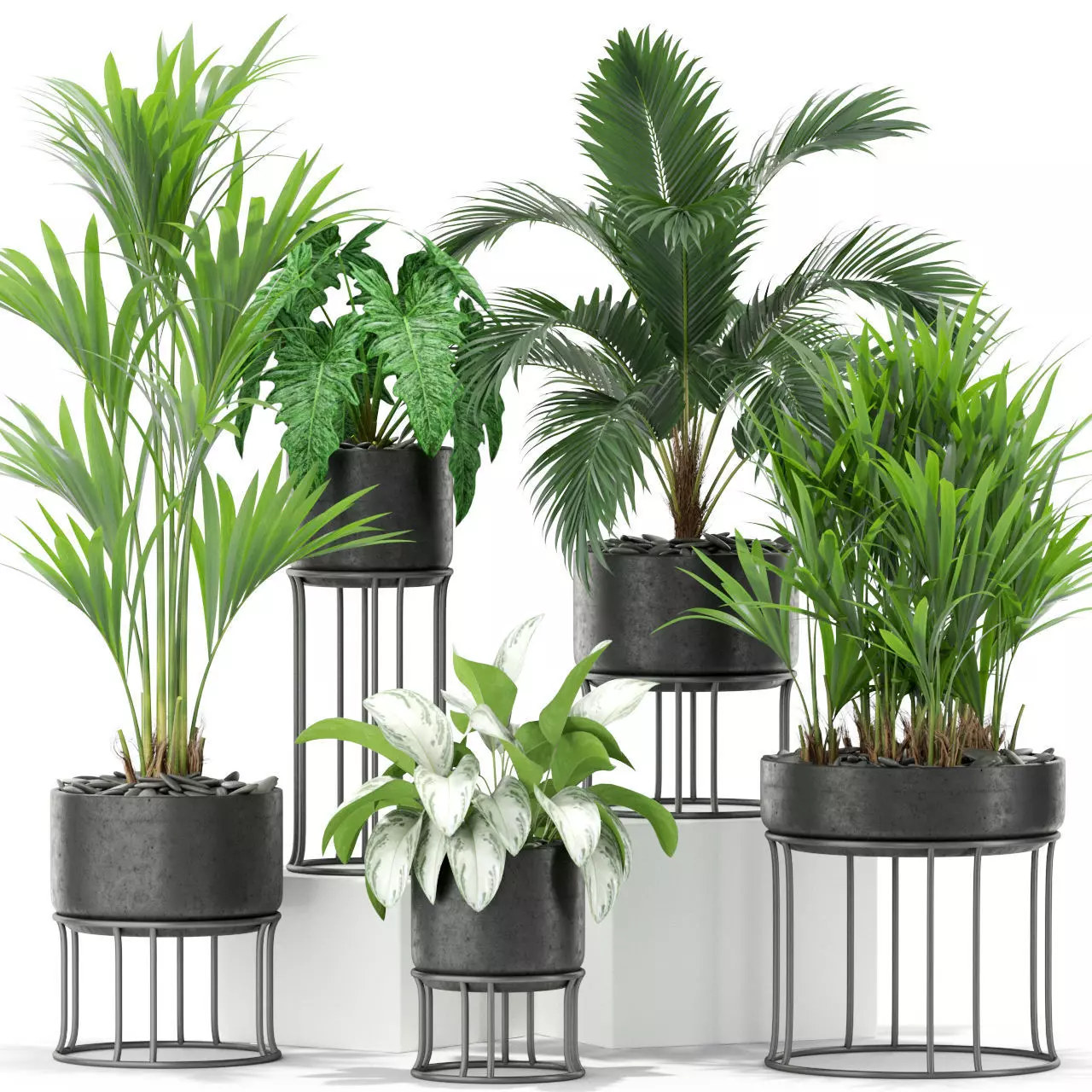 Plants collection 365 3D model_0