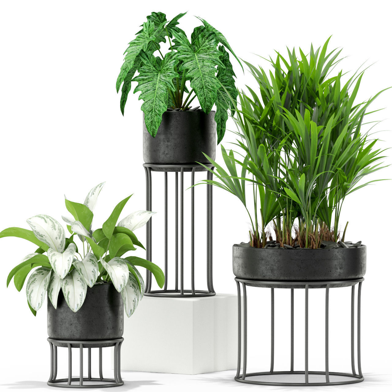 Plants collection 365 3D model_2