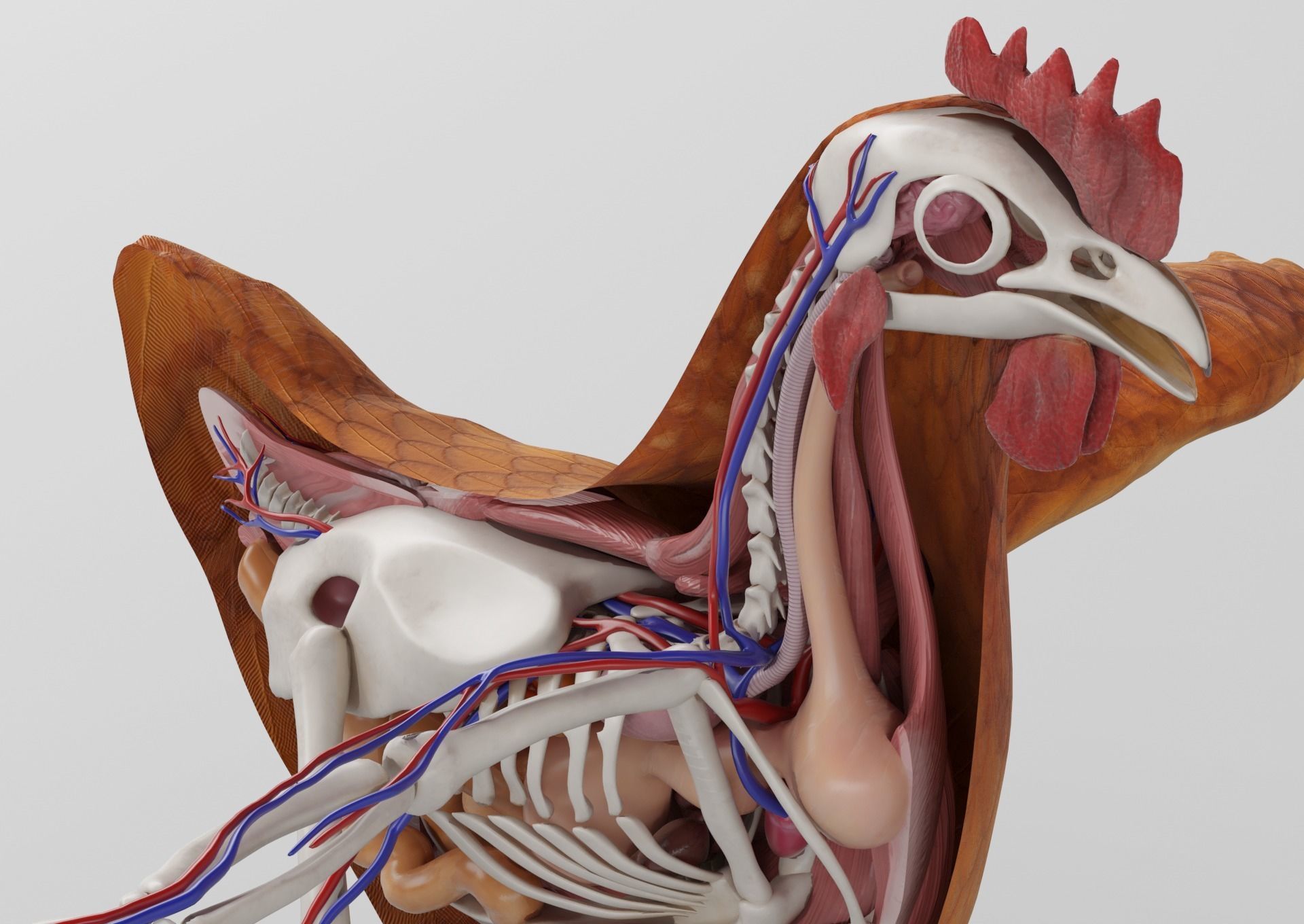 Chicken anatomy in T-pose for rigging 3D model_11