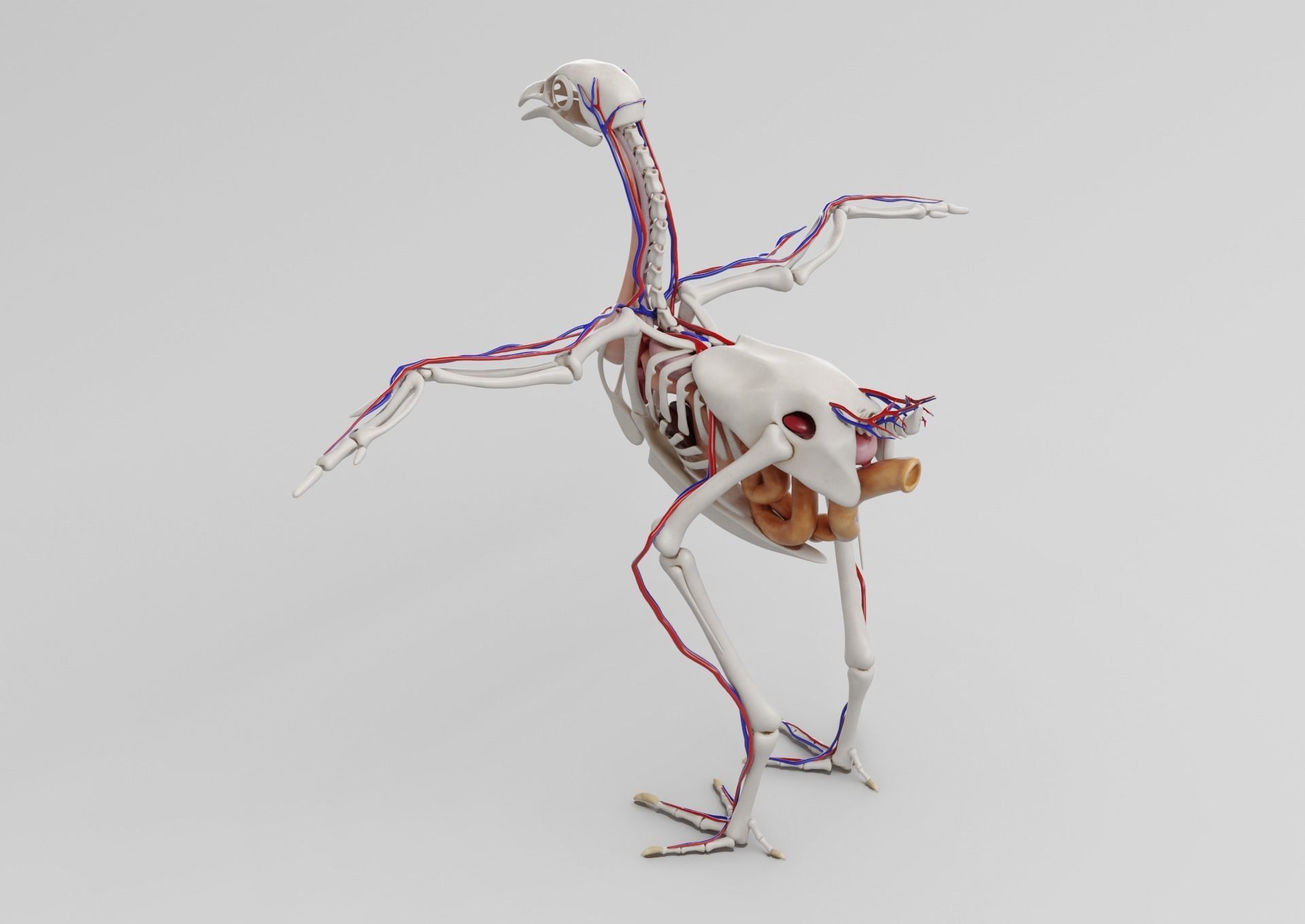 Chicken anatomy in T-pose for rigging 3D model_6