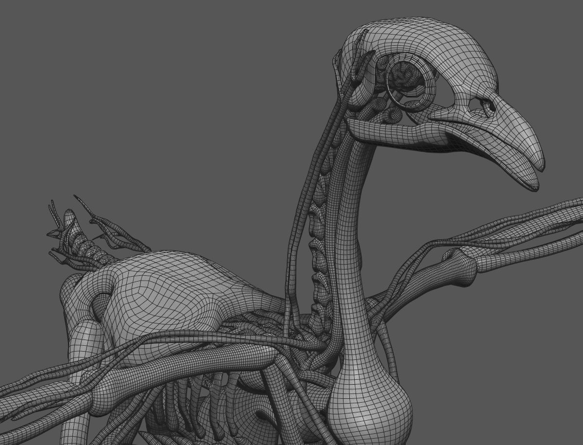 Chicken anatomy in T-pose for rigging 3D model_16