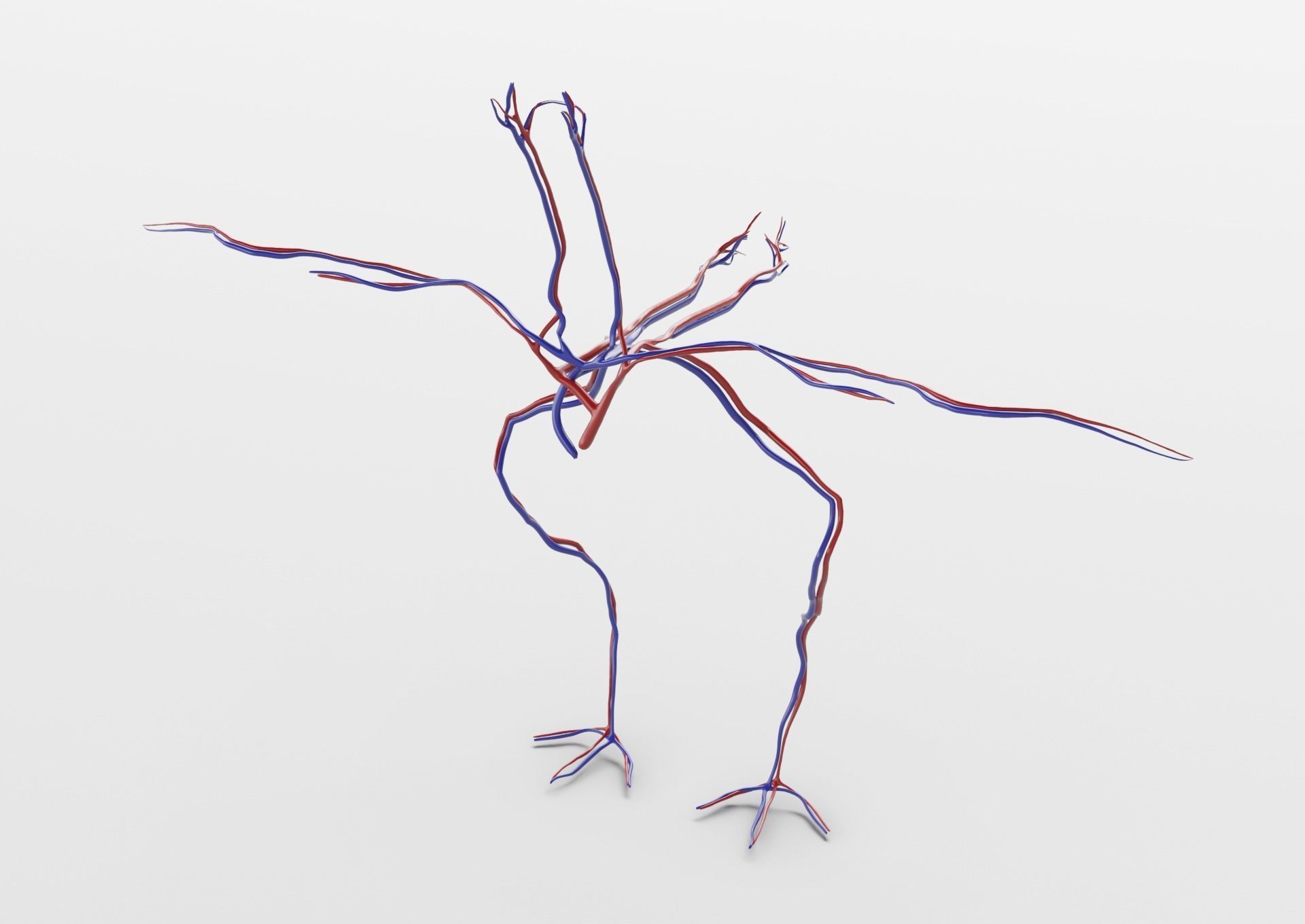 Chicken anatomy in T-pose for rigging 3D model_13