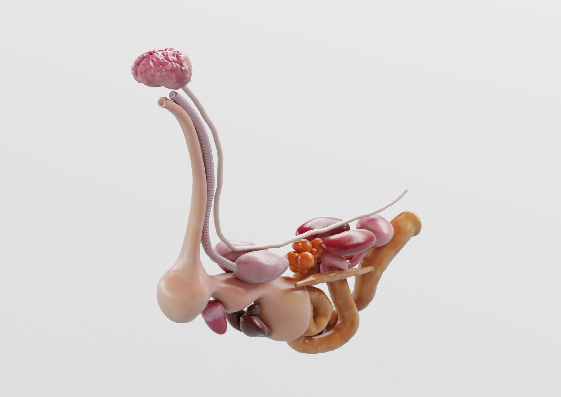 Chicken anatomy in T-pose for rigging 3D model_14