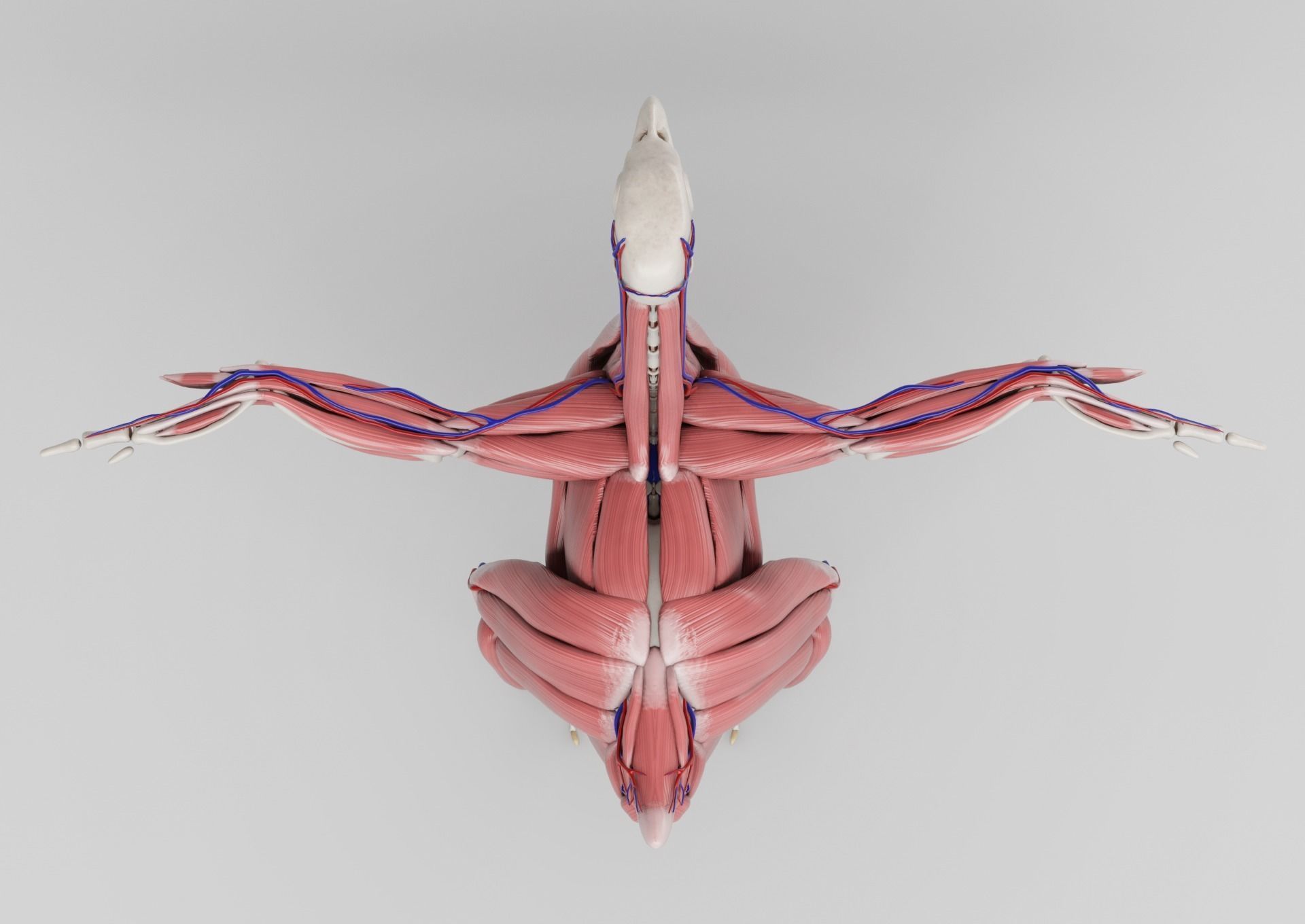 Chicken anatomy in T-pose for rigging 3D model_12