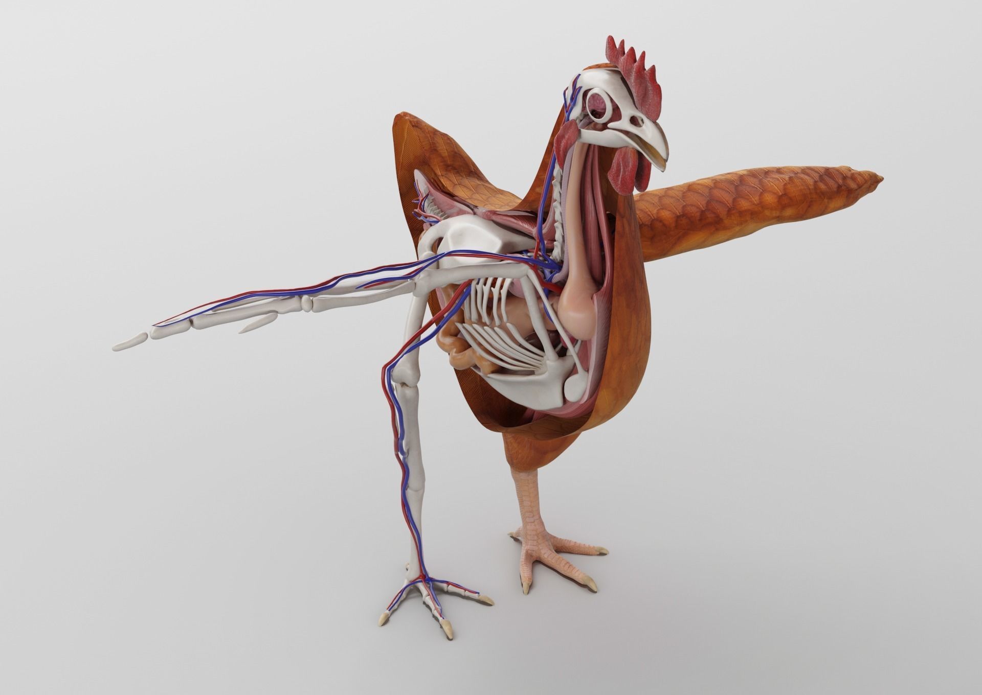 Chicken anatomy in T-pose for rigging 3D model_10