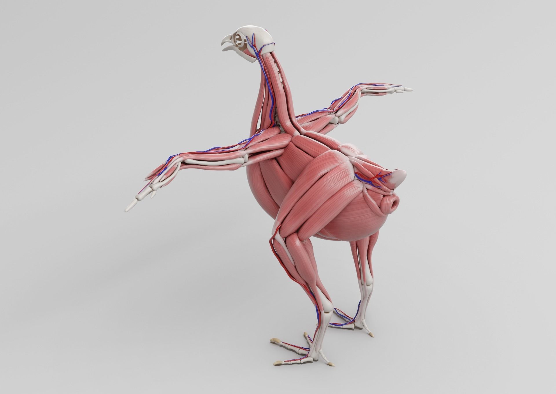 Chicken anatomy in T-pose for rigging 3D model_7