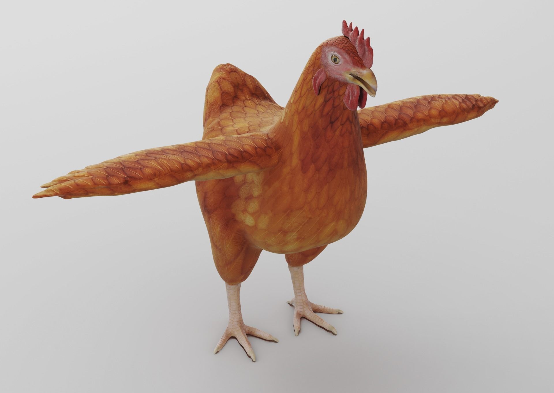 Chicken anatomy in T-pose for rigging 3D model_4
