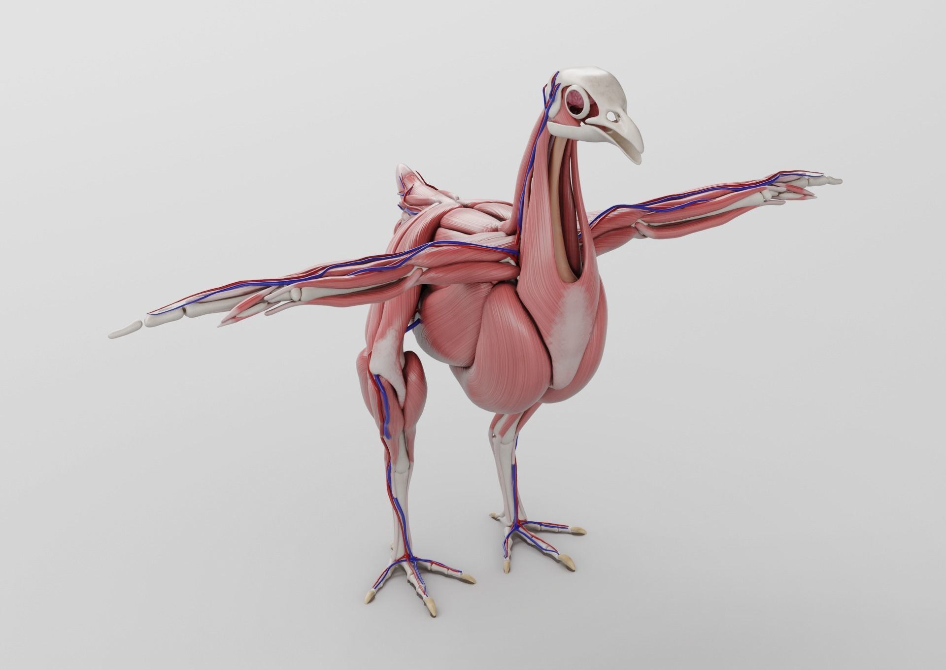 Chicken anatomy in T-pose for rigging 3D model_3