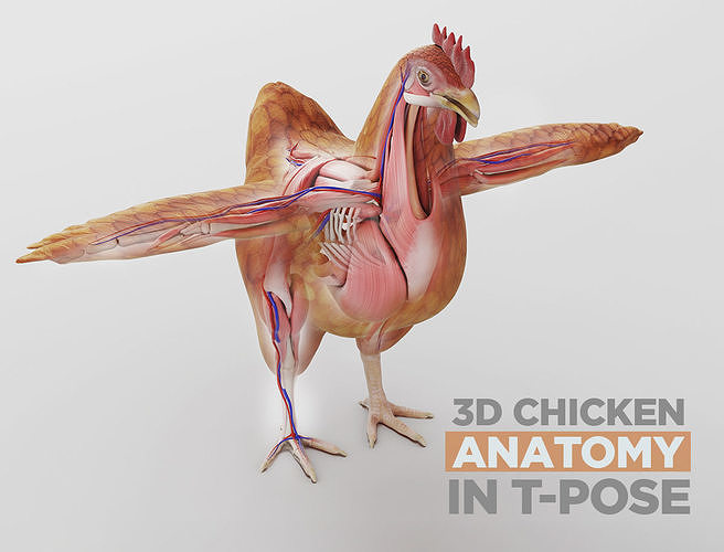 Chicken anatomy in T-pose for rigging 3D model