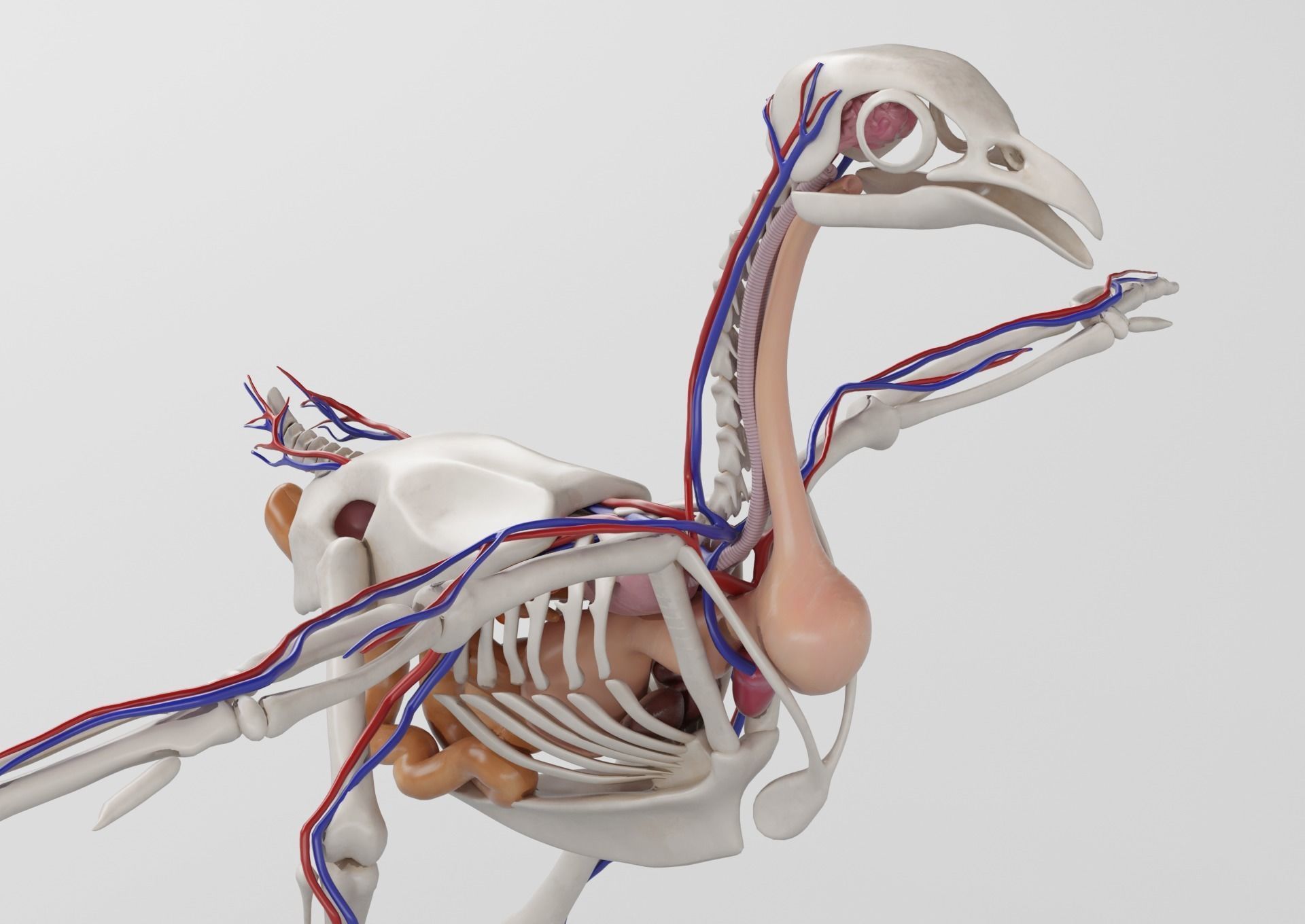 Chicken anatomy in T-pose for rigging 3D model_9