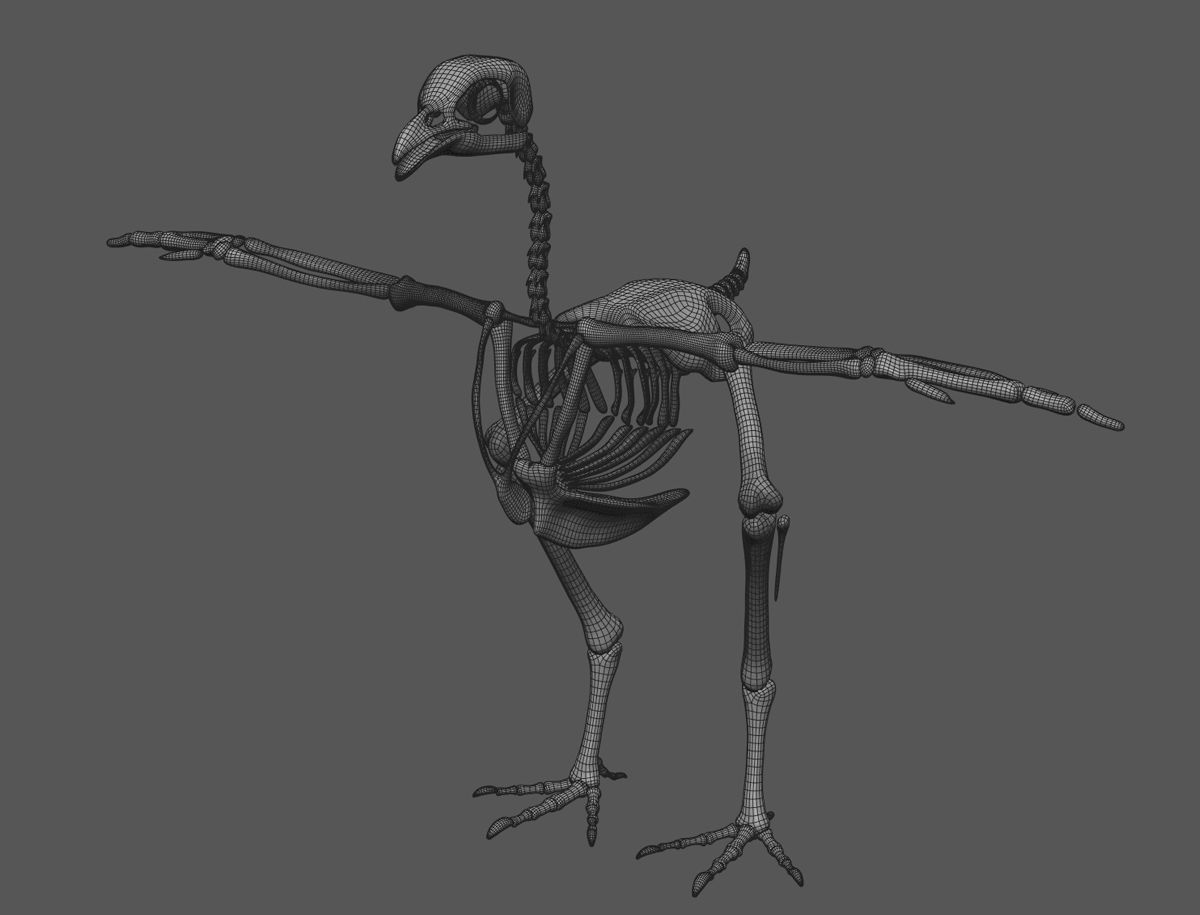 Chicken anatomy in T-pose for rigging 3D model_19