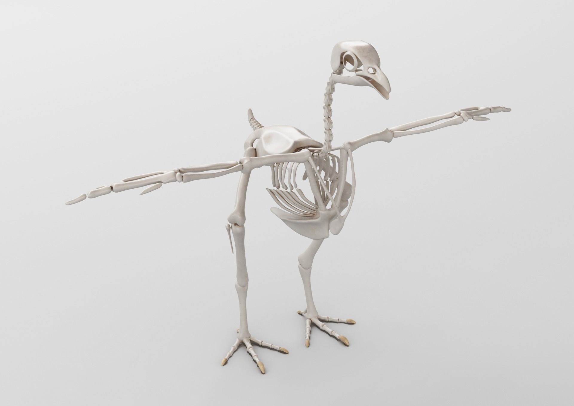Chicken anatomy in T-pose for rigging 3D model_1