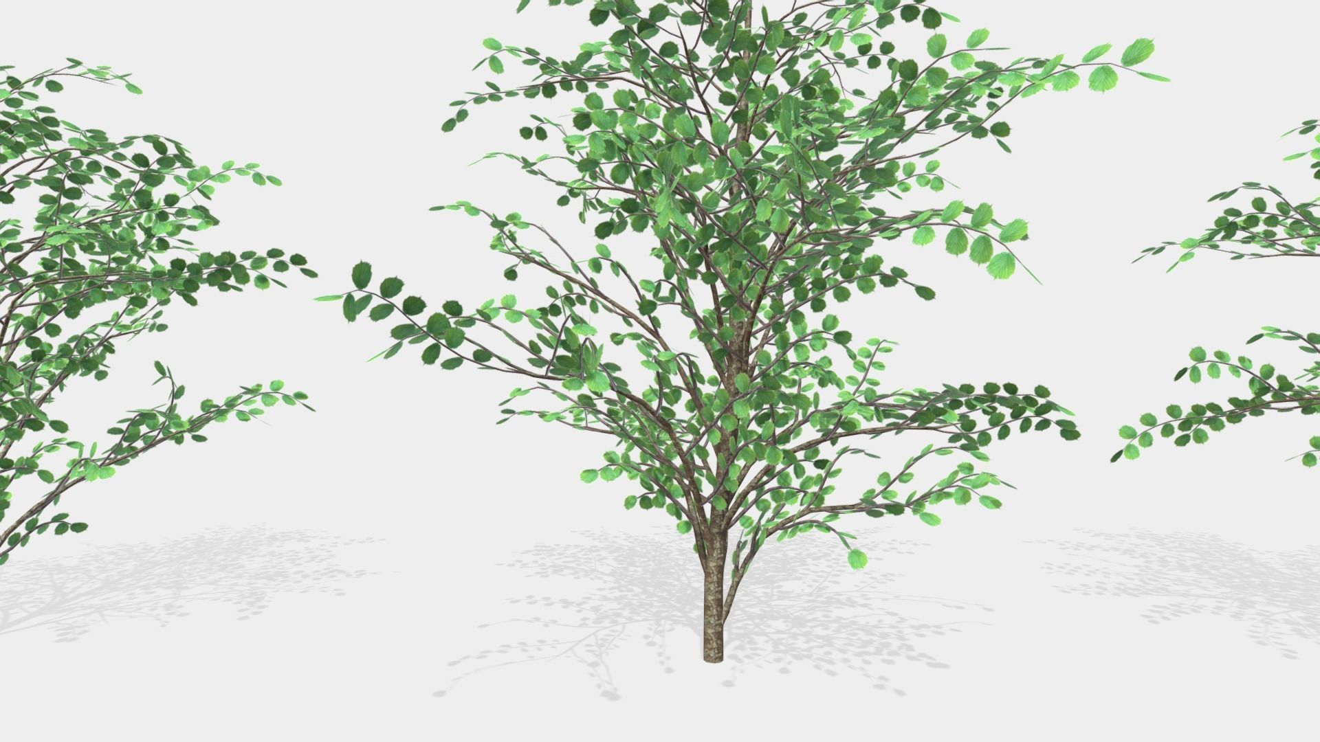 Hazels three trees 3D model_2