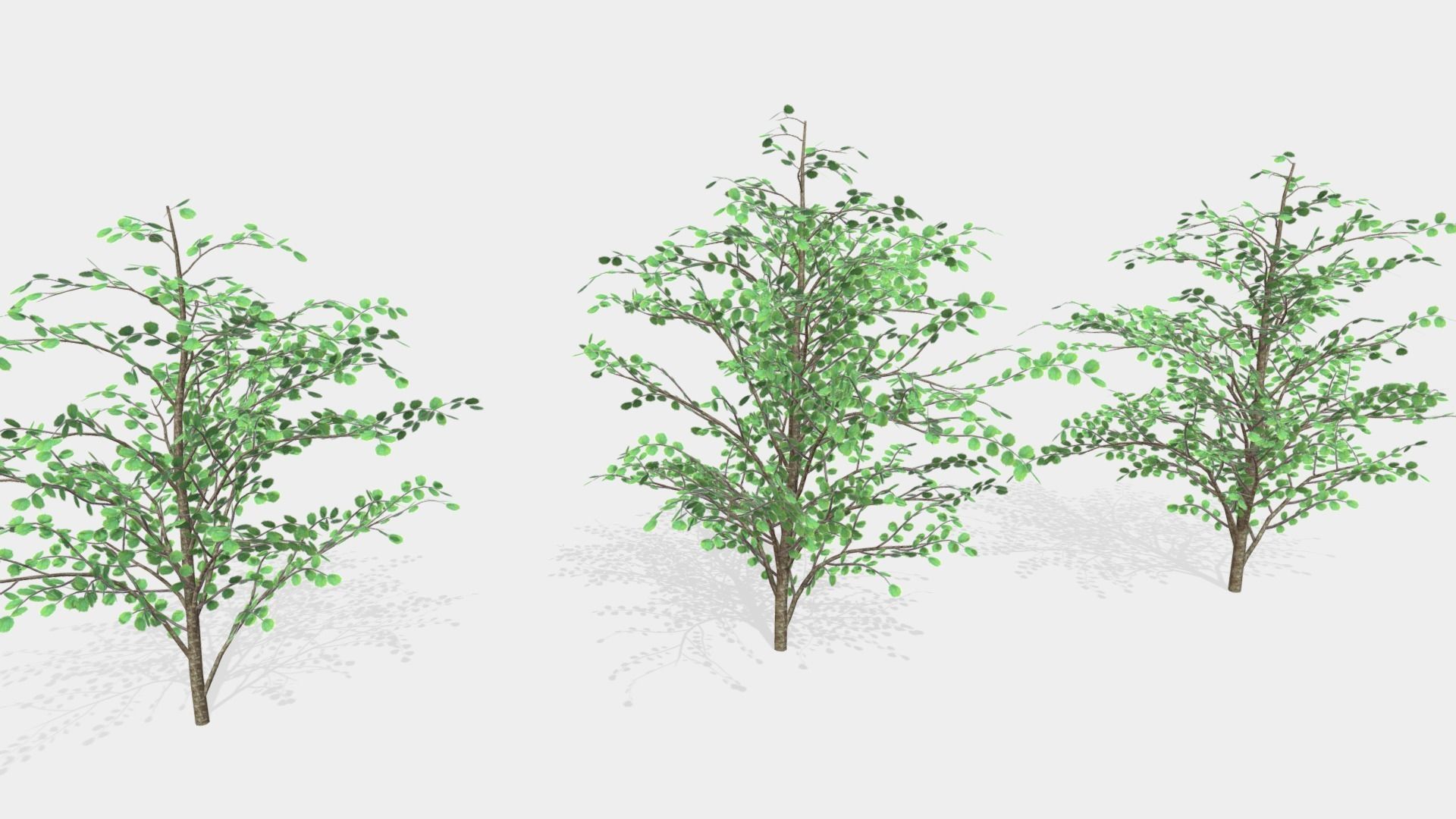 Hazels three trees 3D model_3