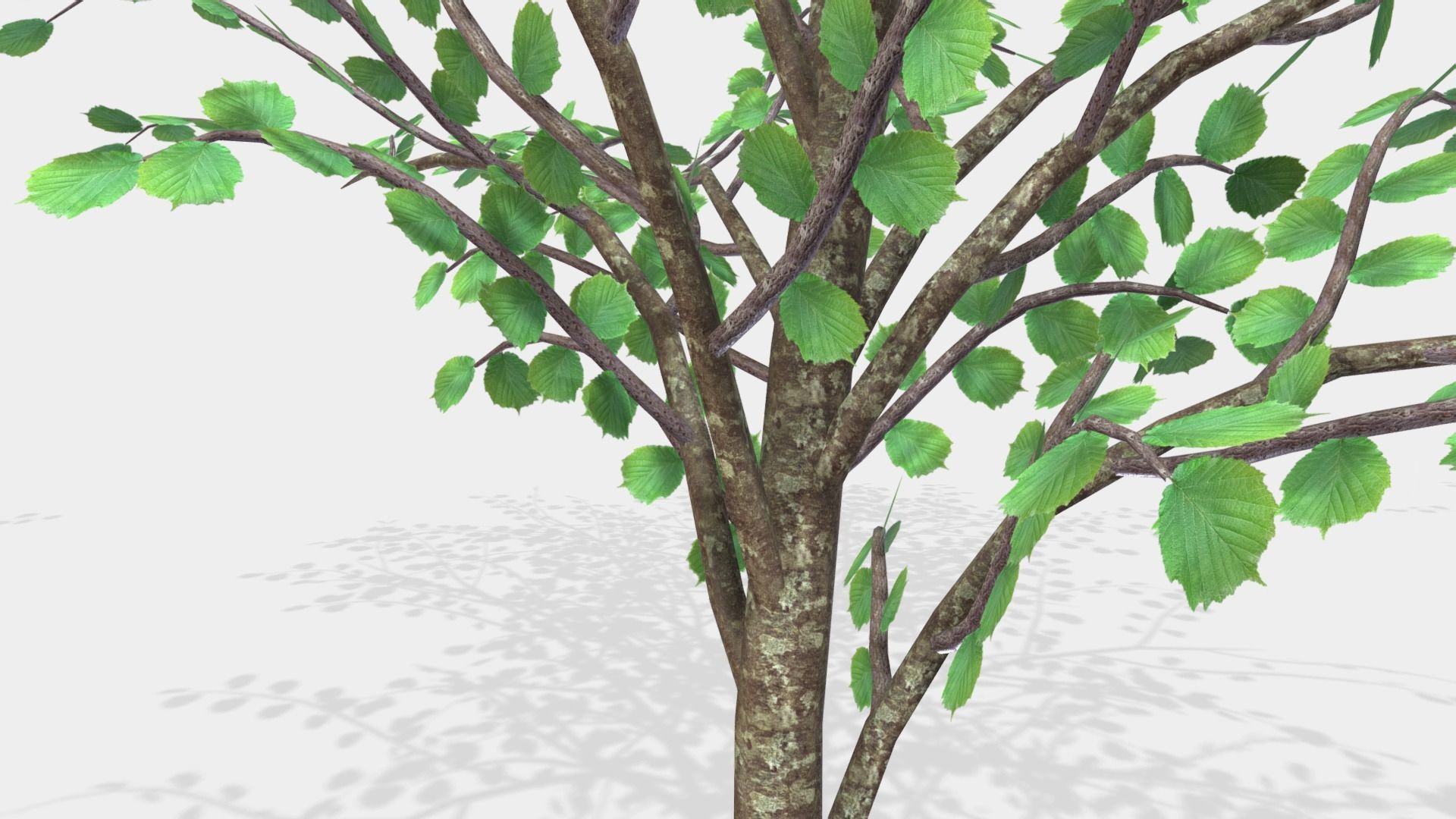 Hazels three trees 3D model_1