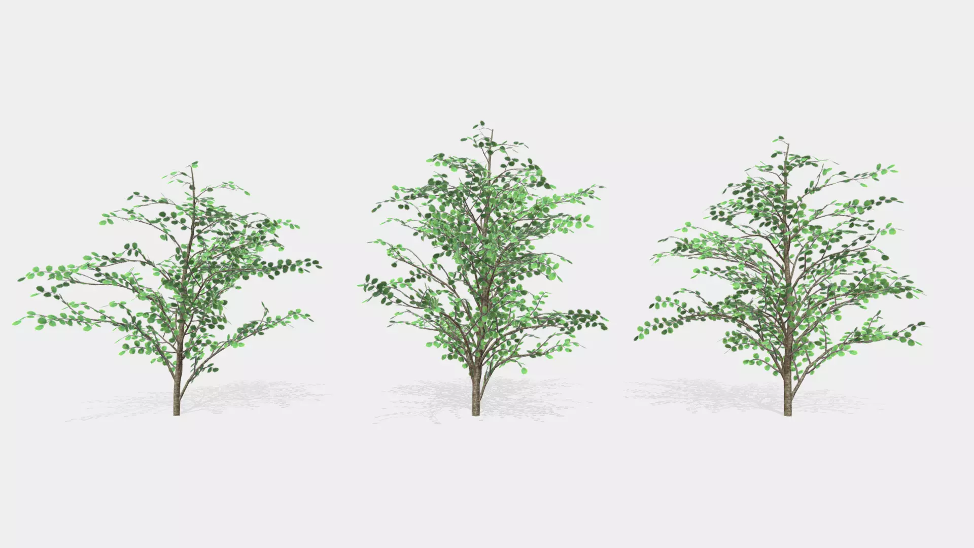 Hazels three trees 3D model_0