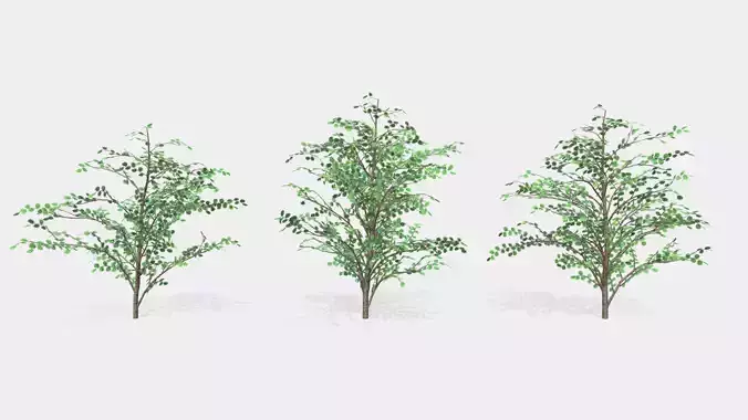Hazels three trees 3D model