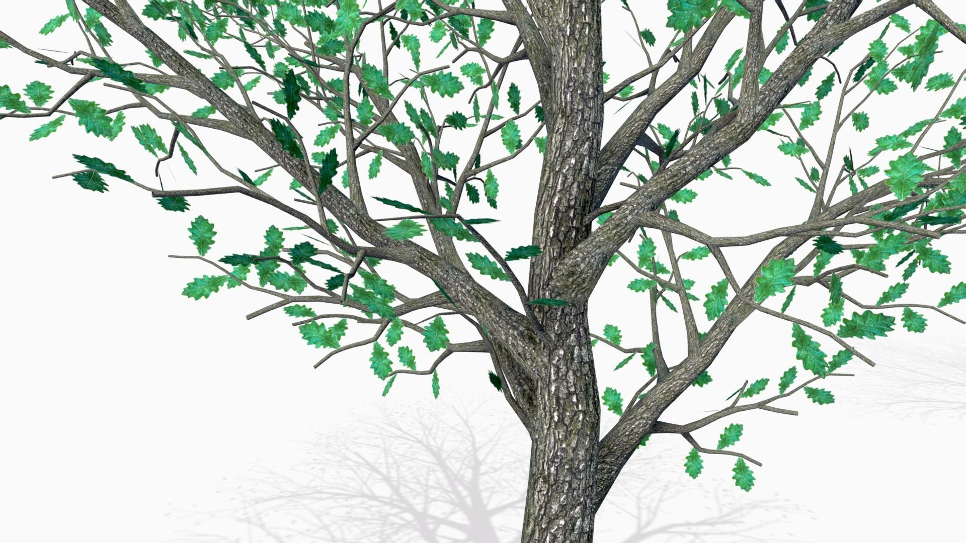 Oak trees 3D model_1