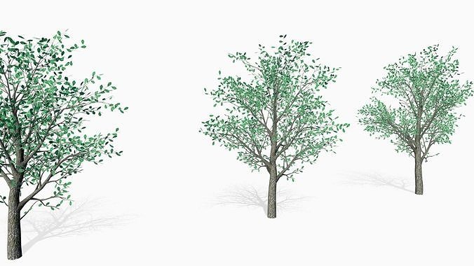 Oak trees 3D model