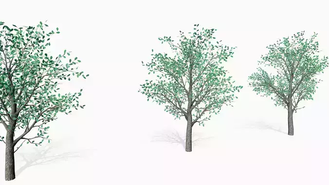 Oak trees 3D model