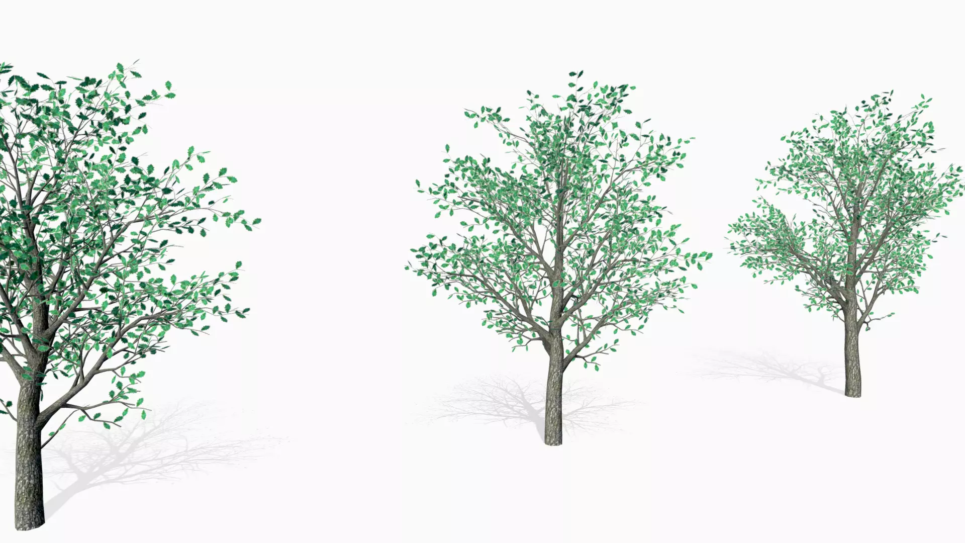 Oak trees 3D model_0