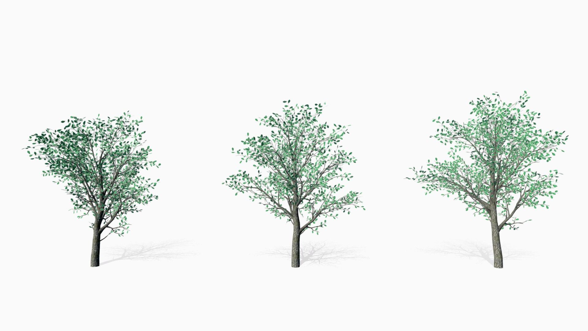 Oak trees 3D model_3