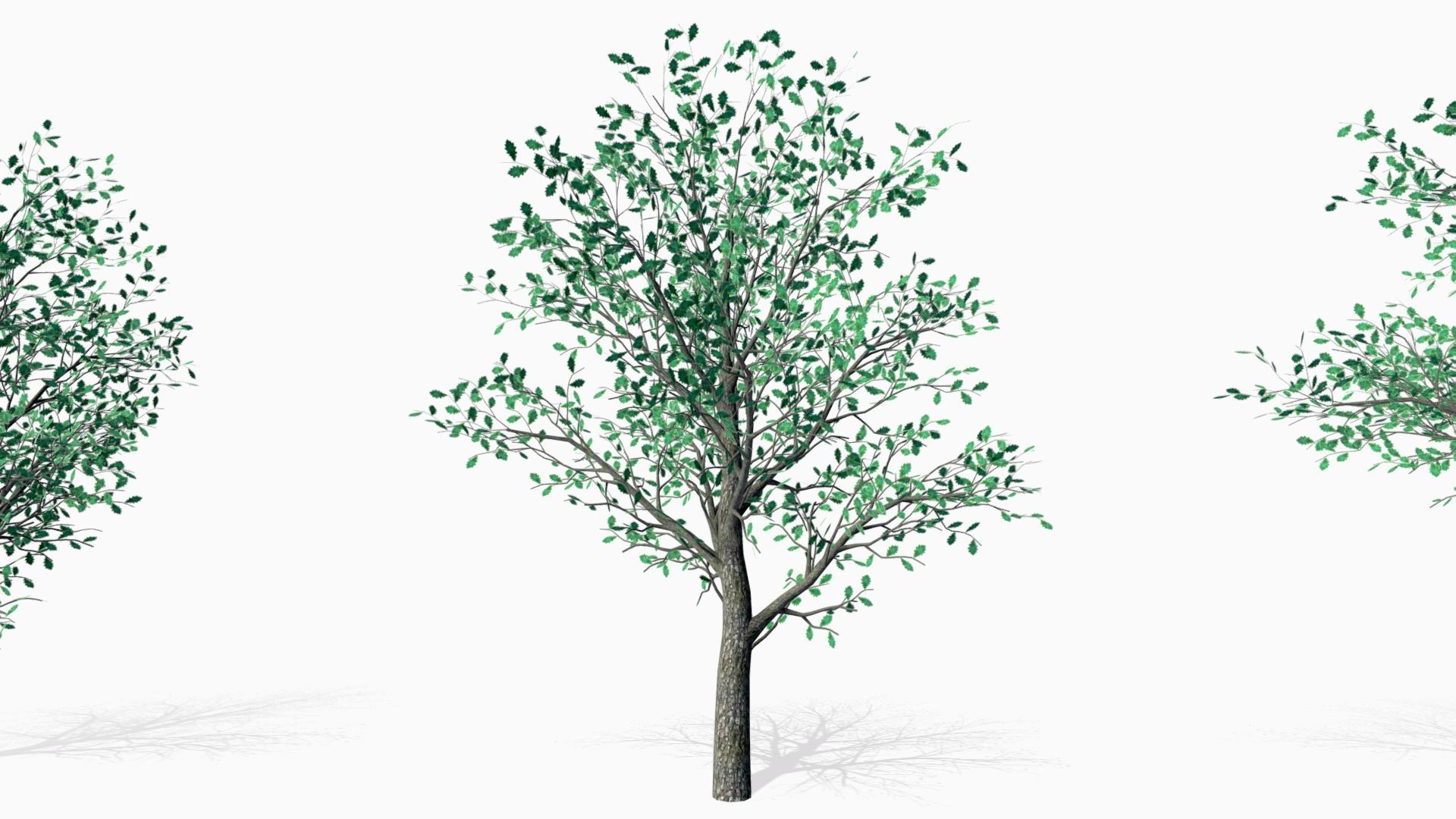 Oak trees 3D model_2