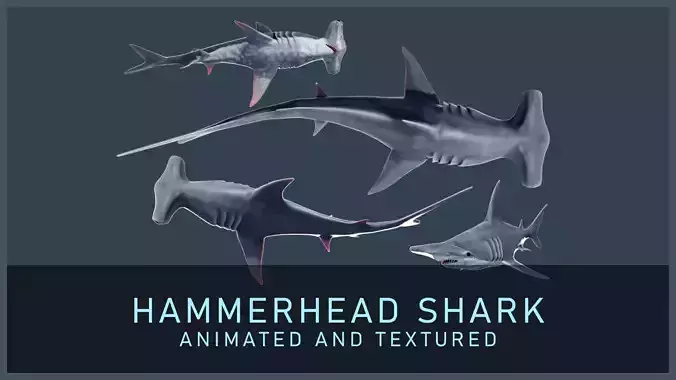 Hammerhead Shark Low-poly 3D model