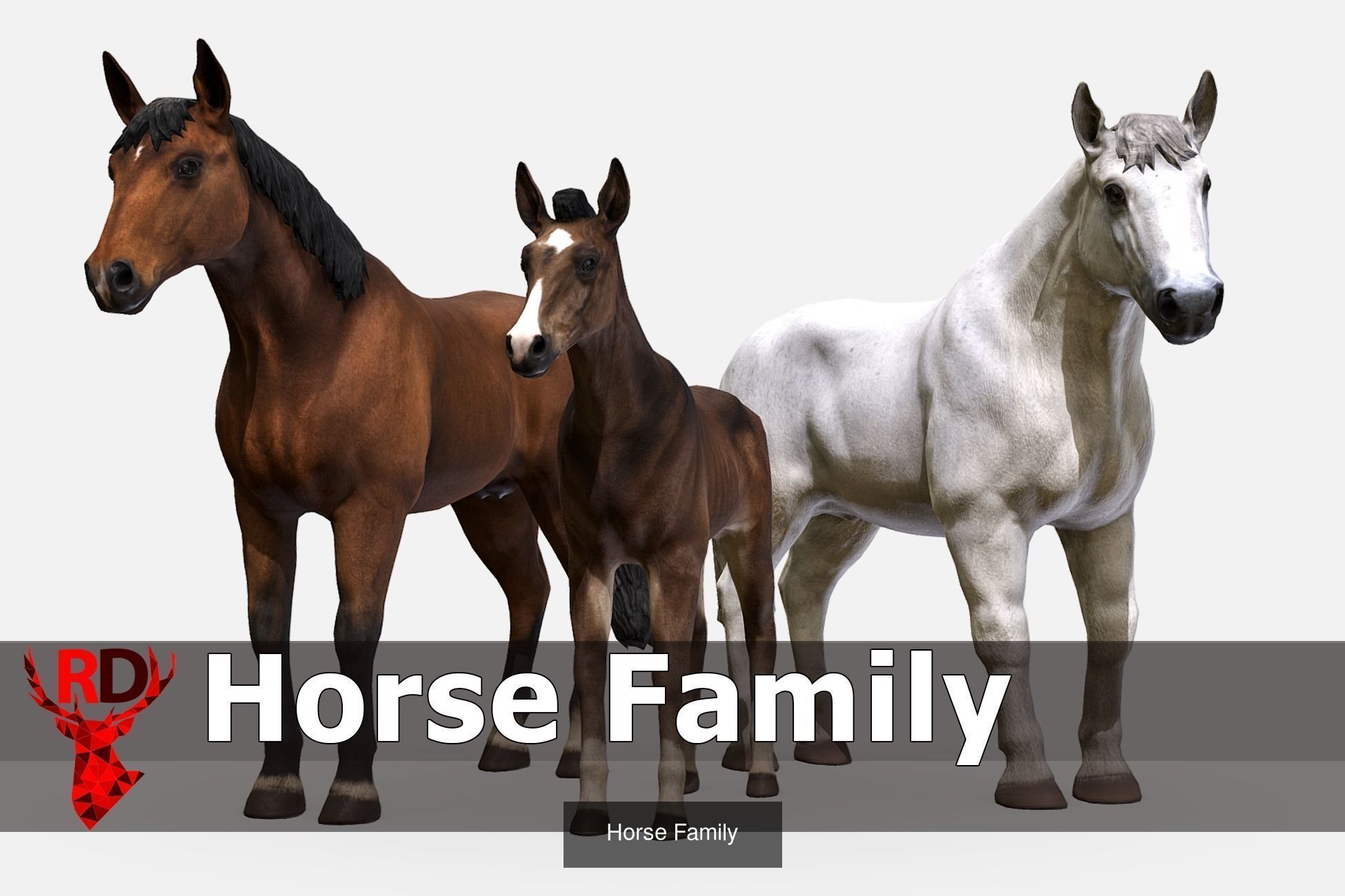 DOMESTIC ANIMALS PACK 2 3D Model Collection_8