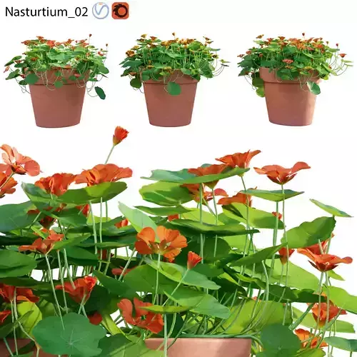 Nasturtium 02