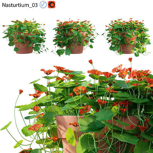 Nasturtium 03 3D model