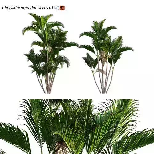 Chryslidocarpus lutesceus 01