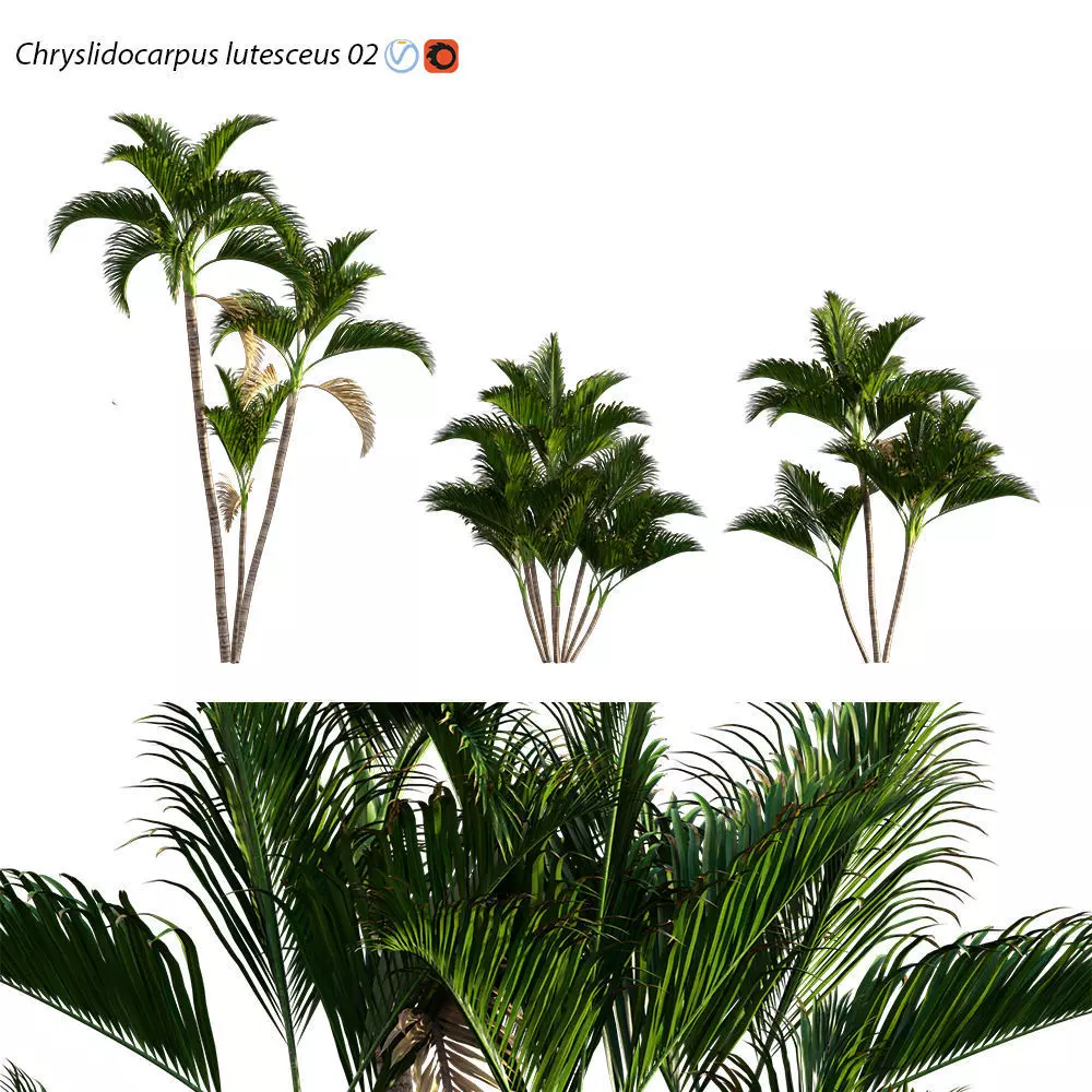 Chryslidocarpus lutesceus 02 3D model