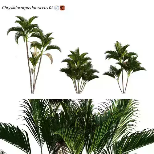 Chryslidocarpus lutesceus 02