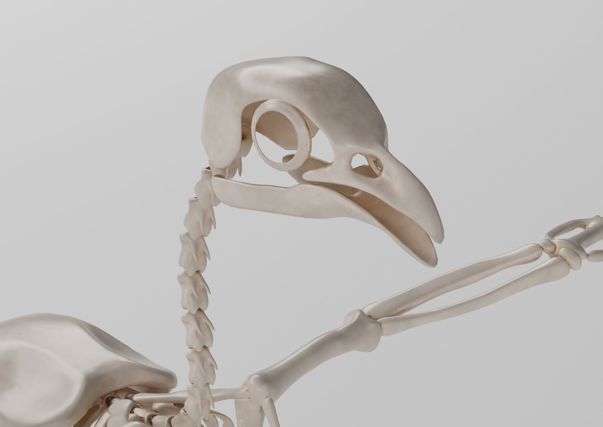 Chicken skeleton in T-pose for rigging 3D model_2