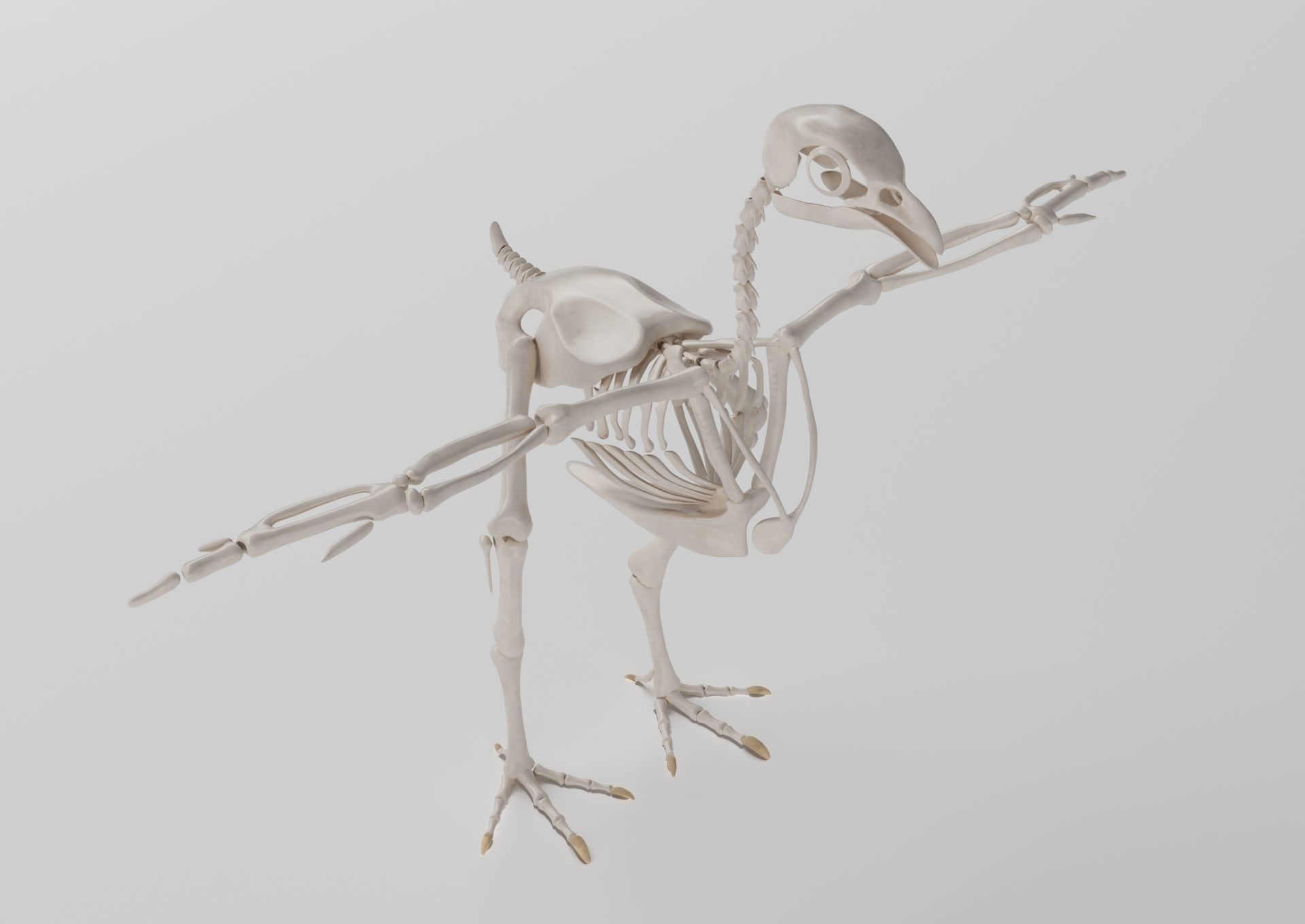 Chicken skeleton in T-pose for rigging 3D model_1
