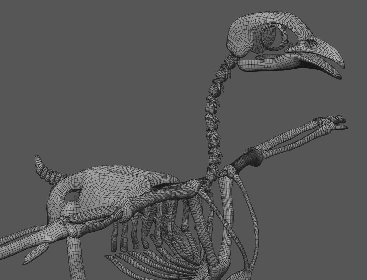 Chicken skeleton in T-pose for rigging 3D model_9